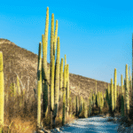Tehuacan Puebla Biosphere